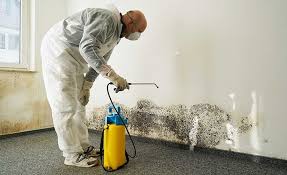 Why You Should Choose Our Mold Remediation Services in Sonoma State University, CA